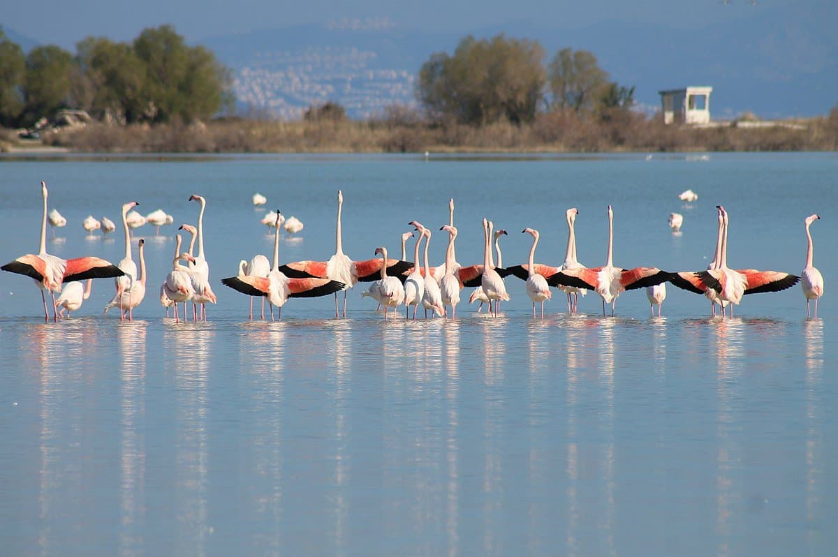 Flamingos at the wetland of Tigaki, Kos