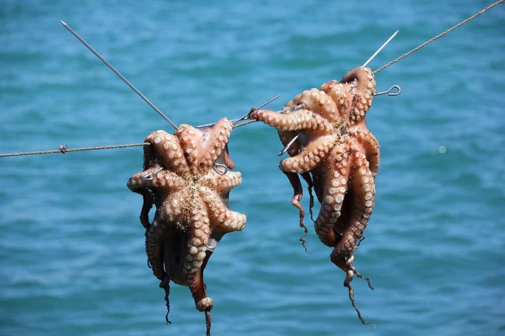 two octopuses hanging from a string in order to get sundried, with the sea at the backround