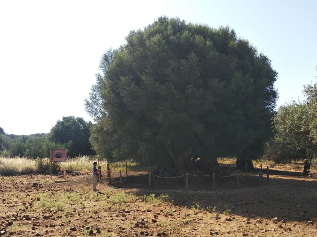 a woman watching one of Crete's oldest olive trees